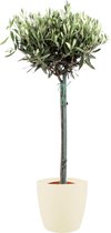 Kamerplant van Botanicly – Olijf boom incl. crème kleurig sierpot als set – Hoogte: 95 cm – Olea europeae