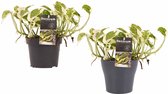 FloriaFor - Duo Scindapsus N'joy Met Potten Anna Grey - - ↨ 15cm - ⌀ 12cm