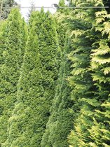 Westerse Levensboom Thuja Smaragd 100-120 cm, 40x Haagplant