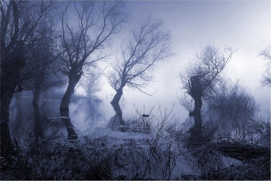 Poster Bos in de mist