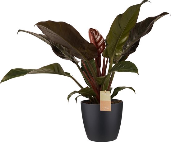 Philodendron Imperial Red - Elho brussels black - Hoogte 50cm Potmaat 21 - Bektas Plants