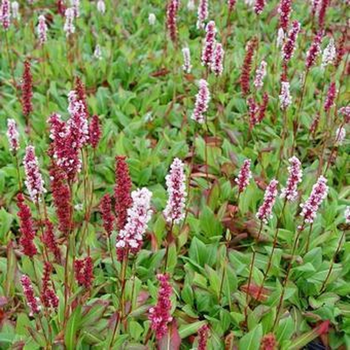 Persicaria Affinis Superba Moyen