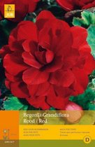 2 stuks 3 Begonias Grandiflora Rood