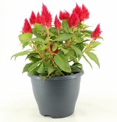 Bloem van Botanicly – Celosia argentea Kelos Fire – Hoogte: 40 cm