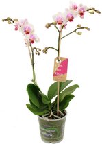 Orchidee van Botanicly – Vlinder orchidee – Hoogte: 50 cm, 2 takken – Phalaenopsis Pico Sweet heart