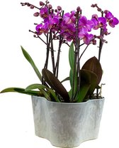 Orchideeën van Botanicly – 3 × Vlinder orchidee in grijs plastic pot als set – Hoogte: 50 cm, 2 takken – Phalaenopsis Multiflora Perceval