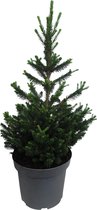 Hellogreen Kleine Mini Kerstboom - Picea Abies - 50 cm