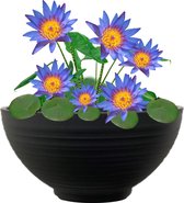 vdvelde.com - Terrasvijver - Winterharde Blauwe Waterlelie - Complete set - 12 planten - Kunststof schaal Ø 40 x H 20 cm