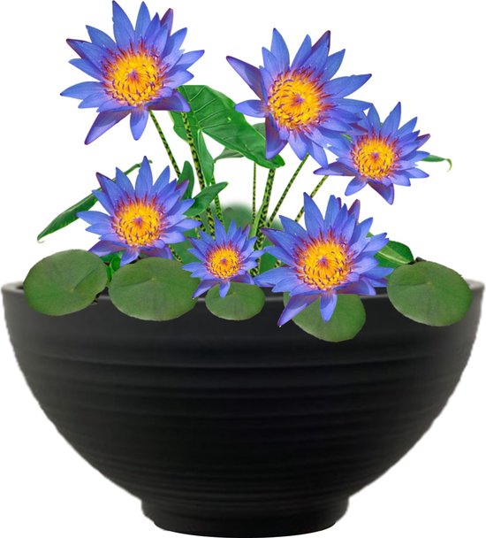 vdvelde.com - Mini Vijver Blauwe Waterlelie - Terrasvijver schaal - 8 planten + benodigdheden - Kunststof schaal Ø40xH20cm
