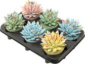 Plantenboetiek.nl | Echeveria Coloured Splash Pastel Mix - 6 stuks - Ø10.5cm - Hoogte 13cm - Kamerplant - Groenblijvend - Multideal - Cactus & Vetplanten