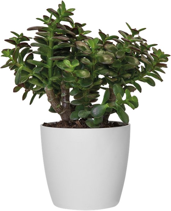 Elho Brussels Rond 20 - Pot De Fleurs pour Intérieur - Plastique 100% recyclé - Ø 20.0 x H 18.7 cm - Anthracite