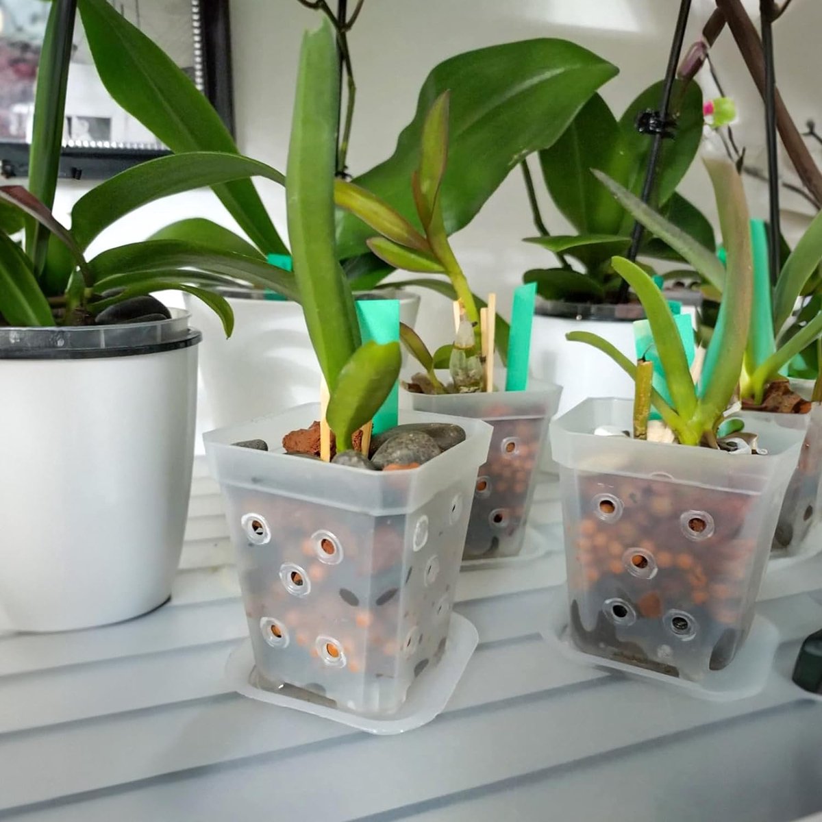 KINGLAKE 24-delige set 7 cm kweekpotten, plantenpotten, vierkante kleine potten met onderzetter, dikke bloempotten, vierkante plastic mini potten, vierkante potten voor zaden en vetplanten