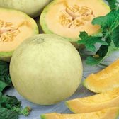 Meloen zaden - Meloen Honeydew