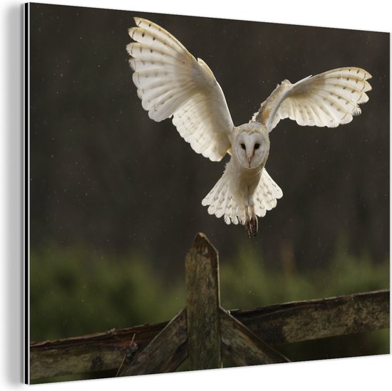 Vliegende kerkuil Aluminium 60x40 cm - Foto print op Aluminium (metaal wanddecoratie)