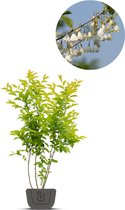 Sneeuwklokjesboom | Halesia carolina | meerstammig | Meerstammig : 130-150 cm