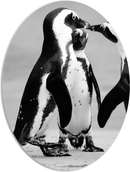 WallClassics - PVC Schuimplaat Ovaal - Spelende Pinguïns Zwart / Wit - 72x96 cm Foto op Ovaal  (Met Ophangsysteem)