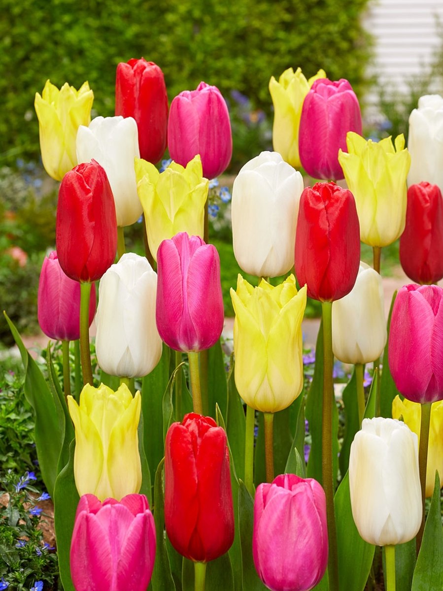 200x Tulpen 'Enkel laat gemengd' - BULBi® Bloembollen met bloeigarantie