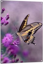 WallClassics - Tuinposter – Vlinder op Paarse Bloem - 80x120 cm Foto op Tuinposter  (wanddecoratie voor buiten en binnen)