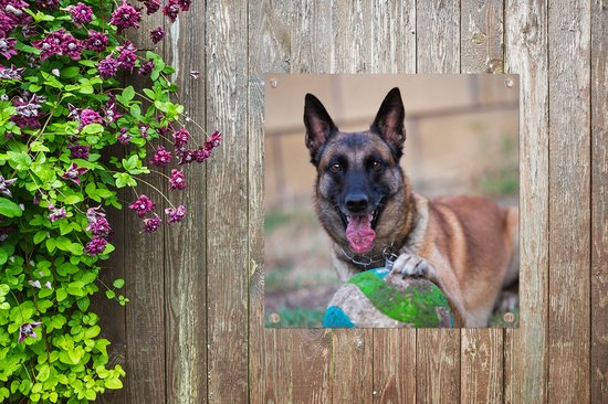 Tuinposter 50x50 cm - Tuindecoratie Mechelse herder die de bal met haar poot beet houdt - Poster voor in de tuin - Buiten decoratie - Schutting tuinschilderij - Tuindoek muurdecoratie - Wanddecoratie balkondoek
