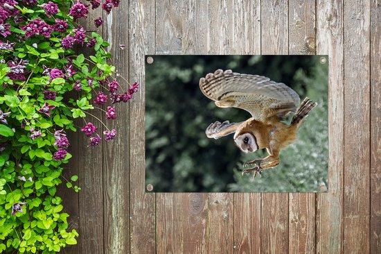 Hibou d'attaque 40x30 cm - petit