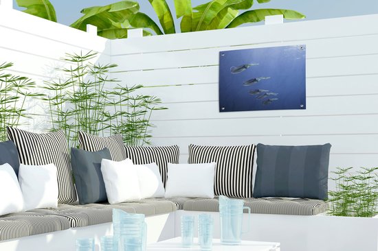 Affiche de jardin Calmar - École comme calamar des Caraïbes 40x30 cm - Toile jardin/Toile extérieur/ Peintures pour l'extérieur (décoration jardin)