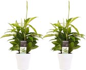 Duo 2 x Dracaena Surculosa met Anna white ↨ 45cm - 2 stuks - hoge kwaliteit planten