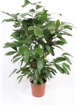 Caryota Mitis ↨ 110cm - hoge kwaliteit planten