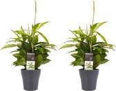Duo 2 x Dracaena Surculosa met Anna grey ↨ 45cm - 2 stuks - hoge kwaliteit planten