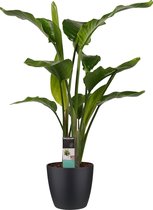 Strelitzia Nicolai - Elho brussels black ↨ 75cm - hoge kwaliteit planten