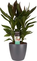 Cordyline Glauca met Elho brussels antracite ↨ 60cm - hoge kwaliteit planten