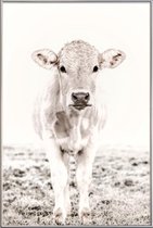 JUNIQE - Poster met kunststof lijst Blonde Cattle Maverick -30x45