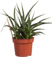 FloriaFor - Sanseveria - - ↨ 30cm - ⌀ 12cm