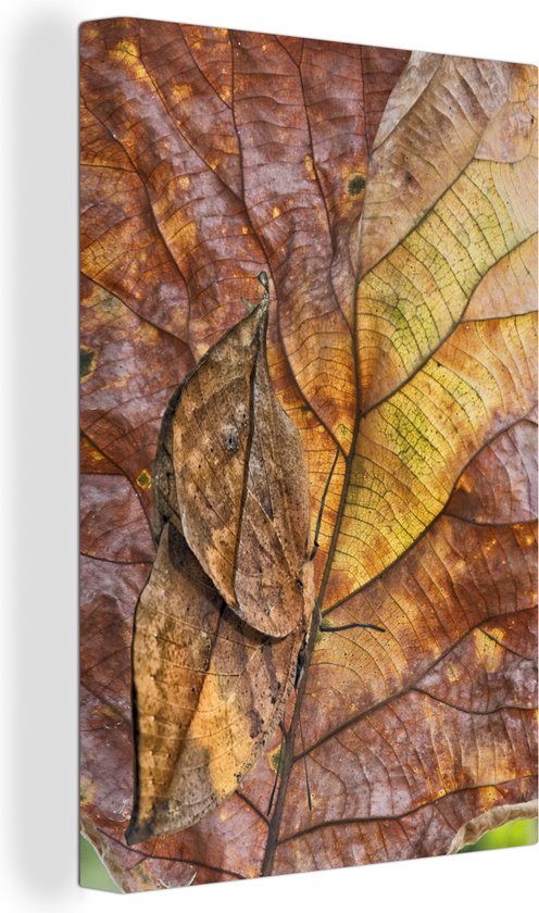 Canvas Schilderij Dier - Bladeren - Camouflage - 80x120 cm - Wanddecoratie  | bol.com