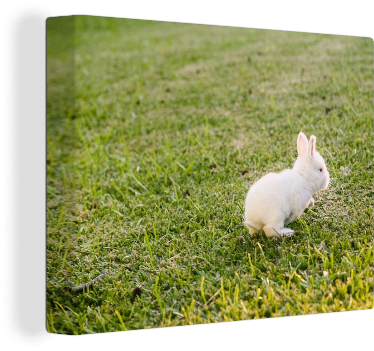 Canvas Schilderij Baby konijn - Tuin - Wit - 80x60 cm - Wanddecoratie