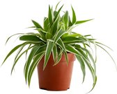 Kamerplant van Botanicly – Graslelie – Hoogte: 25 cm – Chlorophytum comosum Vittatum