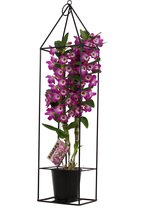 Orchidee van Botanicly – Bamboe Orchidee – Hoogte: 78 cm, 2 takken – Dendrobium Make Upz Purple