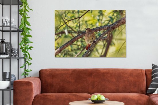 Un rougequeue à collier dans la forêt Toile 140x90 cm - Tirage photo sur toile (Décoration murale salon / chambre)