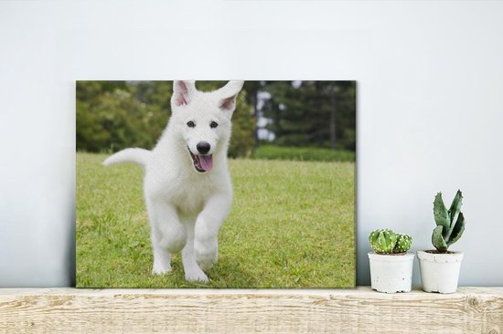 Canvas Schilderij De puppy van een witte Duitse herder - 40x30 cm - Wanddecoratie