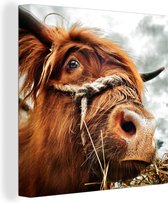 Portrait d'un Highlander écossais avec une corde autour de la bouche Toile 20x20 cm - petit - Tirage photo sur Toile peinture (Décoration murale salon / chambre) / Animaux sauvages Peintures sur toile