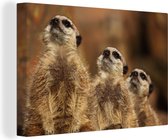 Trois suricates regardent en diagonale dans le soleil Toile 140x90 cm - Tirage photo sur Toile (Décoration murale salon / chambre) / Animaux sauvages Peintures sur toile
