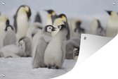 Tuinposter - Tuindoek - Tuinposters buiten - Pinguïns - Sneeuw - Dieren - 120x80 cm - Tuin