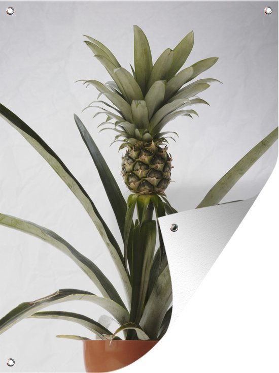 Tuinschilderij Ananasplant - Pot - Licht - 60x80 cm - Tuinposter - Tuindoek - Buitenposter