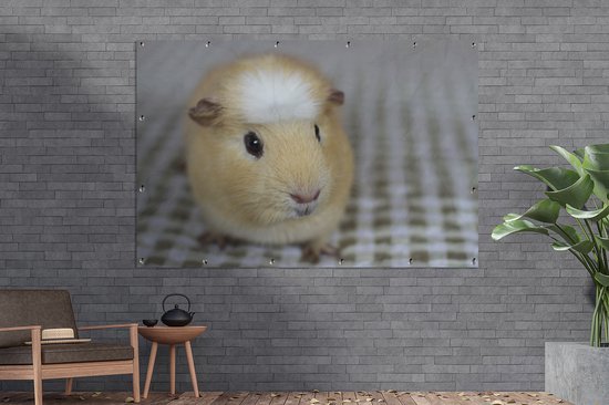 Muurdecoratie Kleine cavia - 180x120 cm - Tuinposter - Tuindoek - Buitenposter