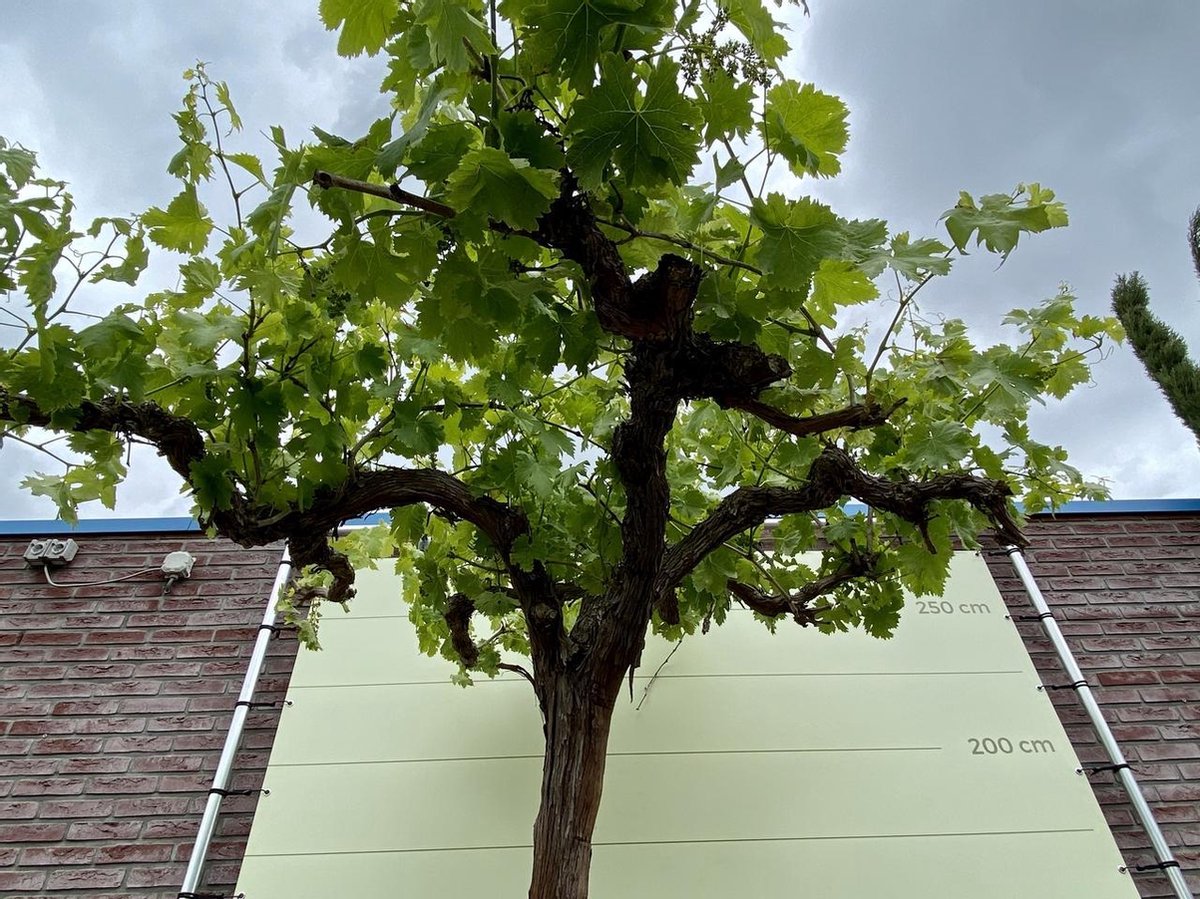 Oude druif op hoge stam 240 cm incl. pot