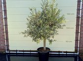 Olea Europea - Olijfboom met gladde stam, stamomvang 20 - 40 cm