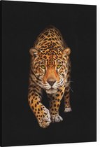 Sluipende Jaguar op zwarte achtergrond - Foto op Canvas - 30 x 40 cm