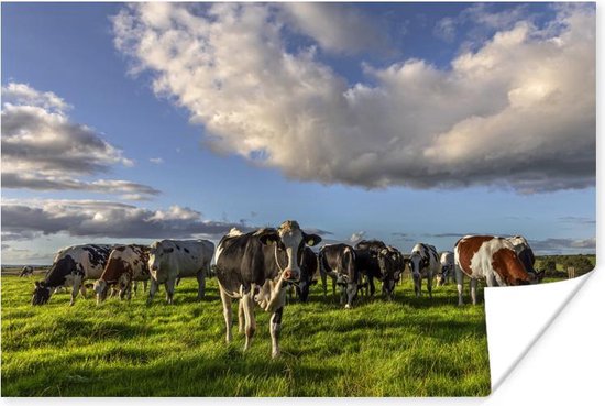 Kudde koeien aan het grazen in de wei 90x60 cm - Foto print op Poster  (wanddecoratie... | bol.com