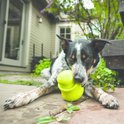 Zwart-witte hond ligt op terras met groen hondenspeeltje in bek.