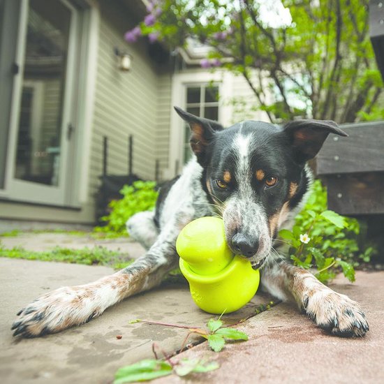 Zwart-witte hond ligt op terras met groen hondenspeeltje in bek.