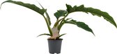 FloriaFor - Philodendron Narrow Escape Feel Green - - ↨ 45cm - ⌀ 14cm